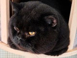 Chaton femelle British Shorthair noir LOOF disponible fin juillet