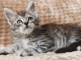 2 chatons femelles Maine Coon à réserver LOOF nés en mai 2026