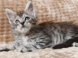 2 chatons femelles Maine Coon à réserver LOOF nés en mai 2026