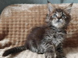 2 chatons femelles Maine Coon à réserver LOOF nés en mai 2026