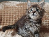 2 chatons femelles Maine Coon à réserver LOOF nés en mai 2026