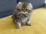 Adorables chatons Persan chinchilla à vendre