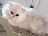 Adorables chatons Persan chinchilla à vendre