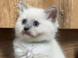 2 mâles 2 femelles seal point Ragdoll LOOF d'avril 2026 en vente