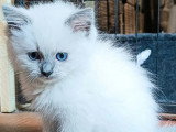 2 mâles 2 femelles seal point Ragdoll LOOF d'avril 2026 en vente