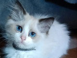 2 mâles 2 femelles seal point Ragdoll LOOF d'avril 2026 en vente