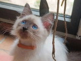 2 mâles 2 femelles seal point Ragdoll LOOF d'avril 2026 en vente