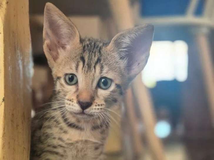 Deux chatons Savannah F6 femelles à réserver non LOOF de mai 2026