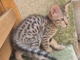 Deux chatons Savannah F6 femelles à réserver non LOOF de mai 2026