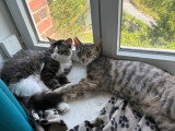 Urgent, donne 2 chattes inséparables