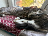 Urgent, donne 2 chattes inséparables