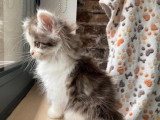 Chaton Persan mâle bicolore non LOOF d'avril 2026 à réserver
