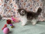 Chaton Persan mâle bicolore non LOOF d'avril 2026 à réserver