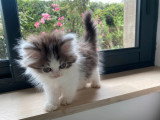 Chaton Persan mâle bicolore non LOOF d'avril 2026 à réserver