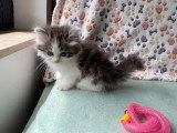 Chaton Persan mâle bicolore non LOOF d'avril 2026 à réserver