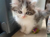 Chaton Persan mâle bicolore non LOOF d'avril 2026 à réserver