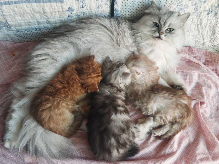 Chaton de type British Longhair mâle à vendre