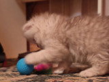 Chaton de type British Longhair mâle à vendre