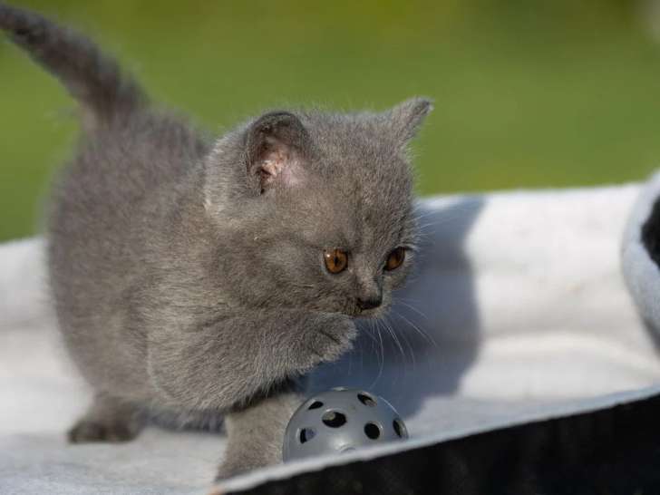 Chaton British Shorthair bleu mâle LOOF à vendre né en avril 2026