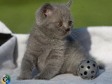 Chaton British Shorthair bleu mâle LOOF à vendre né en avril 2026