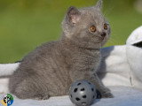 Chaton British Shorthair bleu mâle LOOF à vendre né en avril 2026
