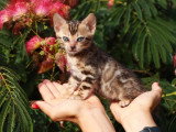 Deux chatons femelles Bengal LOOF nés en mai 2026 à vendre