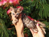Deux chatons femelles Bengal LOOF nés en mai 2026 à vendre