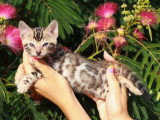 Deux chatons femelles Bengal LOOF nés en mai 2026 à vendre