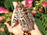 Deux chatons femelles Bengal LOOF nés en mai 2026 à vendre