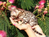 Deux chatons femelles Bengal LOOF nés en mai 2026 à vendre