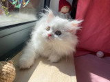 Chaton Persan mâle blanc non LOOF d'avril 2026 en vente
