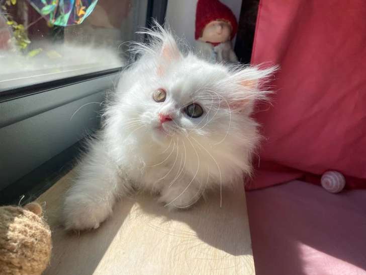 Chaton Persan mâle blanc non LOOF d'avril 2026 en vente