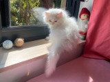 Chaton Persan mâle blanc non LOOF d'avril 2026 en vente