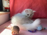 Chaton Persan mâle blanc non LOOF d'avril 2026 en vente