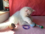 Chaton Persan mâle blanc non LOOF d'avril 2026 en vente