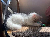 Chaton Persan mâle blanc non LOOF d'avril 2026 en vente