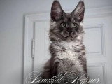 Chaton Maine Coon mâle LOOF de février 2026 en vente