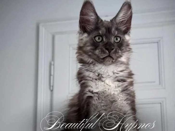 Chaton Maine Coon mâle LOOF de février 2026 en vente