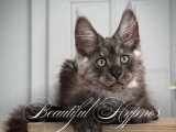 Chaton Maine Coon mâle LOOF de février 2026 en vente