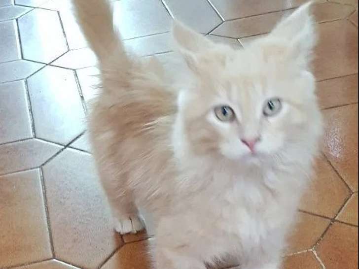Portée de 4 chatons Maine Coon mâles LOOF nés en mars 2026 à vendre
