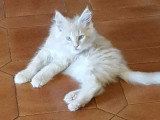 Portée de 4 chatons Maine Coon mâles LOOF nés en mars 2026 à vendre