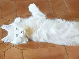 Portée de 4 chatons Maine Coon mâles LOOF nés en mars 2026 à vendre