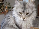 Portée de 4 chatons Maine Coon mâles LOOF nés en mars 2026 à vendre