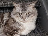 Portée de 4 chatons Maine Coon mâles LOOF nés en mars 2026 à vendre