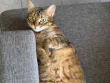 Lola, chatte de 4 ans à donner