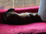 Lola, chatte de 4 ans à donner