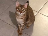 Lola, chatte de 4 ans à donner