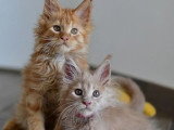 Deux chatons Maine Coon mâles LOOF nés en avril 2026 à vendre