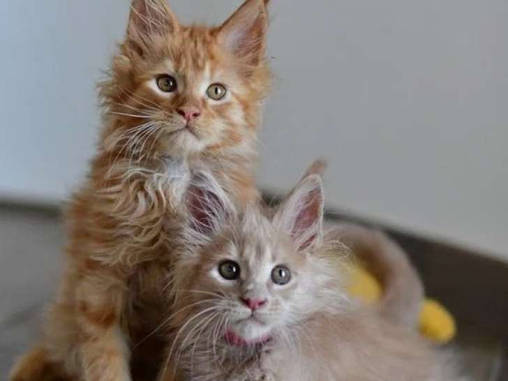 Deux chatons Maine Coon mâles LOOF nés en avril 2026 à vendre