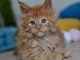 Deux chatons Maine Coon mâles LOOF nés en avril 2026 à vendre